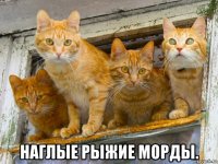  наглые рыжие морды.