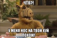 что?! у меня нос на твой хуй похож!