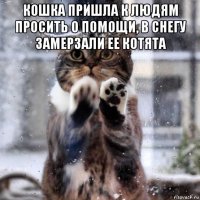 кошка пришла к людям просить о помощи, в снегу замерзали ее котята 