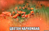  цветок наркомана