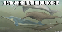 дельфины длинноклювые 