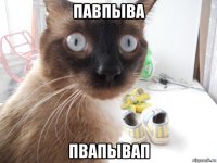 павпыва пвапывап