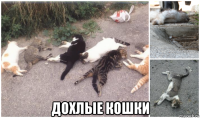  дохлые кошки