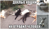 дохлые кошки их отравил человек
