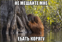 не мешайте мне ебать корягу