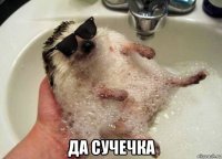  да сучечка