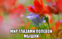  мир глазами полевой мышки