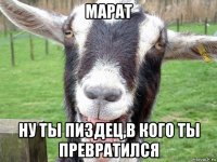 марат ну ты пиздец,в кого ты превратился