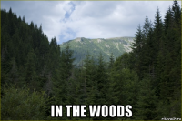  in the woods