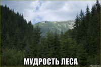 мудрость леса