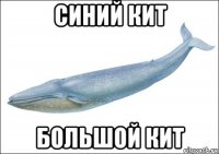 синий кит большой кит