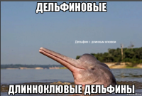 дельфиновые длинноклювые дельфины