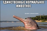 единственные нормальное животное 