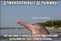 длинноклювые дельфины китайский речной дельфин амазонский дельфин ла-платский дельфин