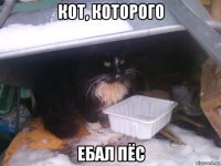 кот, которого ебал пёс