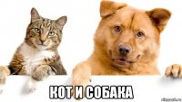 кот и собака