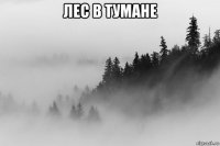 лес в тумане 
