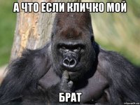 а что если кличко мой брат