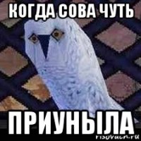когда сова чуть приуныла