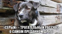  «серый» – трогательный рассказ о самом преданном друге