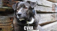  сука