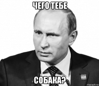 чего тебе собака?