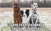  собаки поняли команду слишком буквально