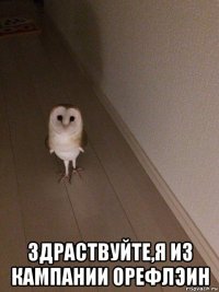  здраствуйте,я из кампании орефлэин