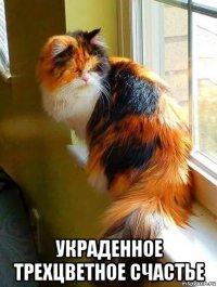  украденное трехцветное счастье