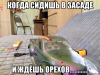 когда сидишь в засаде и ждёшь орехов............