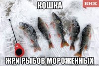 кошка жри рыбов мороженных