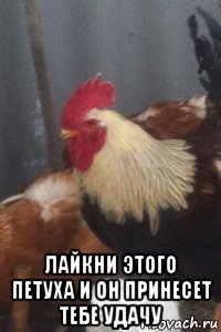  лайкни этого петуха и он принесет тебе удачу
