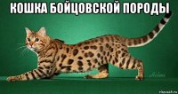 кошка бойцовской породы 