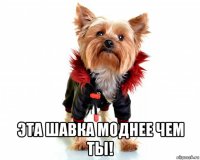  эта шавка моднее чем ты!