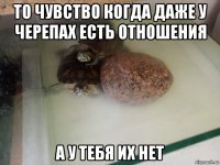 то чувство когда даже у черепах есть отношения а у тебя их нет