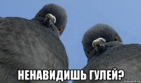  ненавидишь гулей?