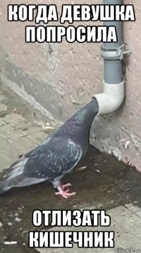 когда девушка попросила отлизать кишечник