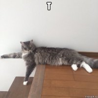 т 