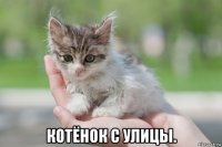  котёнок с улицы.