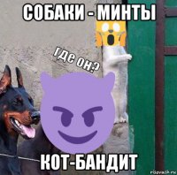 собаки - минты кот-бандит