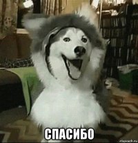  спасибо