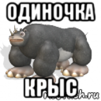 одиночка крыс