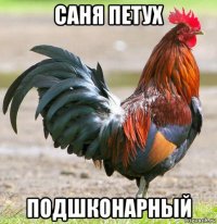 саня петух подшконарный