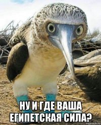  ну и где ваша египетская сила?