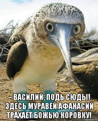  – василий, подь сюды! здесь муравей афанасий трахает божью коровку!