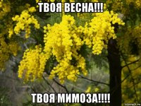 твоя весна!!! твоя мимоза!!!!