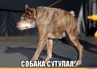  собака сутулая..