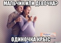 мальчик или девочка? одиночка крыс