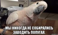  мы никогда не собирались заводить попугая.