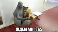  ждем апп 365